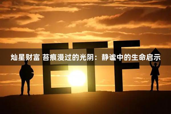 灿星财富 苔痕漫过的光阴：静谧中的生命启示